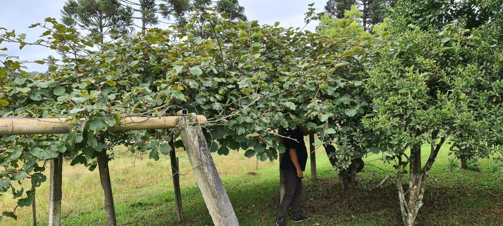 Chácara a venda em São José dos Pinhais, na região da Campina do Taquaral