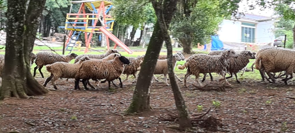 Chácara a venda em São José dos Pinhais, na região da Campina do Taquaral